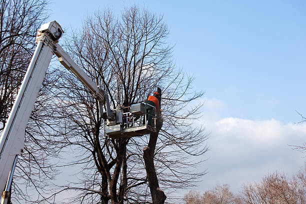 Leaf Removal in Picayune, MS